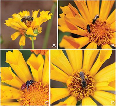 Pollinator cultivar choice: An assessment of season-long pollinator visitation among coreopsis, aster, and salvia cultivars